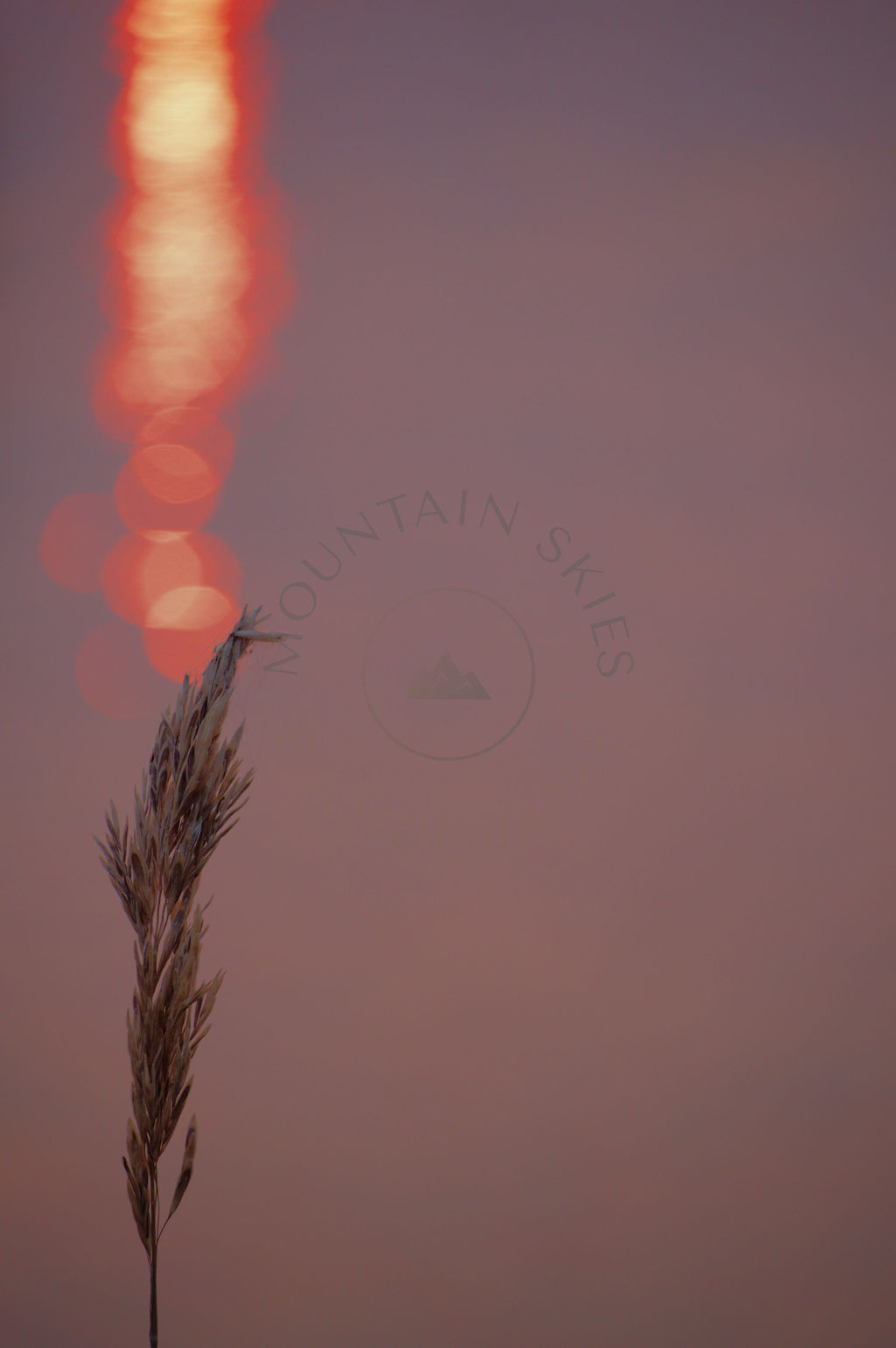 Tall grass silhouetted against a muted pink evening sky