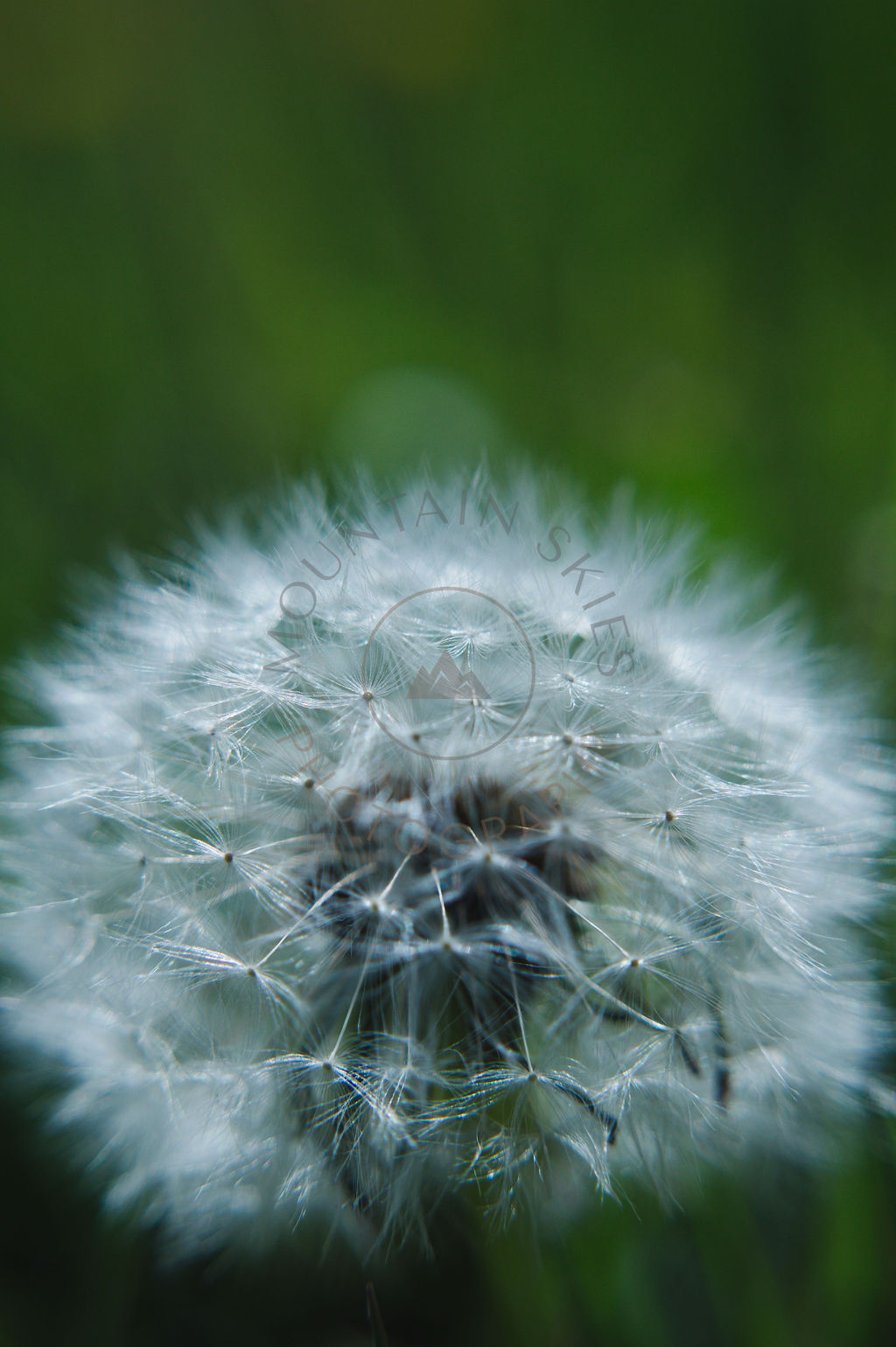 Delicate dandelion seed head in close-up