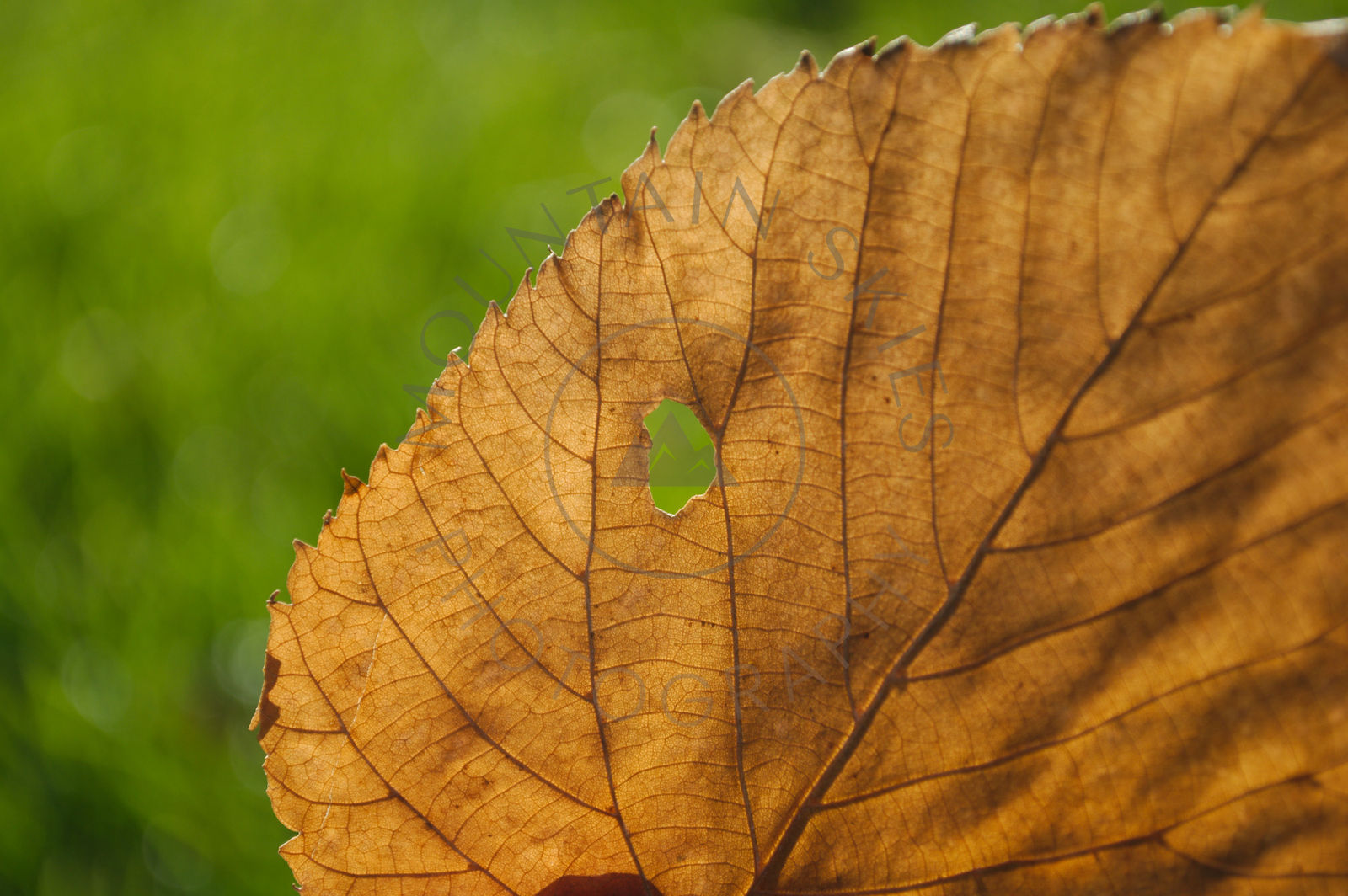 Backlit autumn leaf with a small opening in its surface