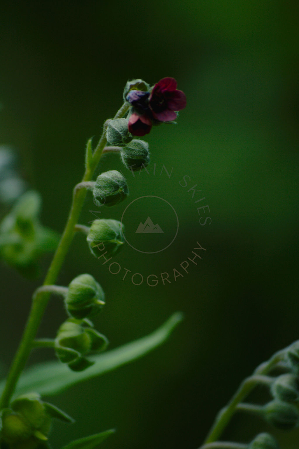 Small flower buds against a deep green background